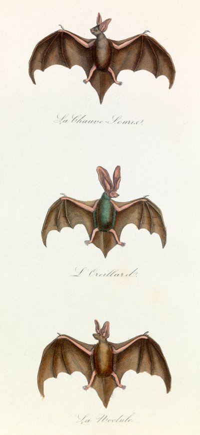 Ilustración del libro "Obras Completas de Buffon": Les Quadrupedes: Bat souris (grabado) de Unknown artist