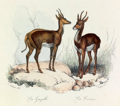 Ilustración del libro "Obras Completas de Buffon": Les Quadrupedes: La gazelle et la corine (grabado) de Unknown artist