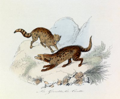 Ilustración del libro "Obras Completas de Buffon": Les Quadrupedes: La genette et la civette (grabado) de Unknown artist