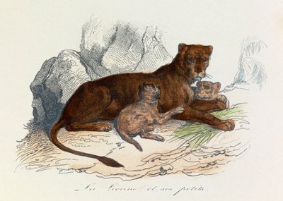 Ilustración del libro "Obras Completas de Buffon": Les Quadrupedes: La lionne et ses petits (grabado) de Unknown artist