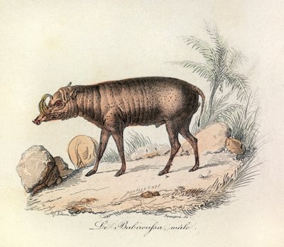 Ilustración del libro "Obras Completas de Buffon": Les Quadrupedes: Le babiroussa male (grabado) de Unknown artist