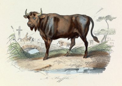 Ilustración del libro "Obras Completas de Buffon": Les Quadrupedes: Le buffalo (grabado) de Unknown artist