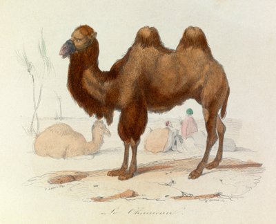 Ilustración del libro "Obras Completas de Buffon": Les Quadrupedes: Le cameau (grabado) de Unknown artist