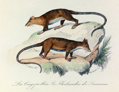 Ilustración del libro "Obras Completas de Buffon": Les Quadrupedes: Le cayopollin et la philandre de Surinam (grabado) de Unknown artist