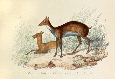 Ilustración del libro "Obras Completas de Buffon": Les Quadrupedes: Le chevrotain et le chevritain de Ceylon (grabado) de Unknown artist