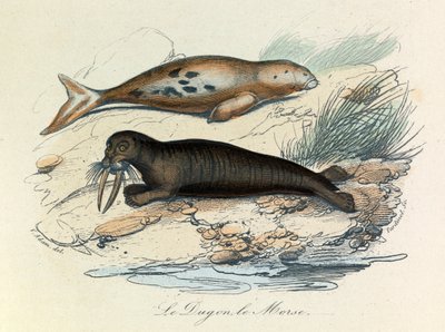 Ilustración del libro "Obras Completas de Buffon": Les Quadrupedes: Le dugon et le walrus (grabado) de Unknown artist