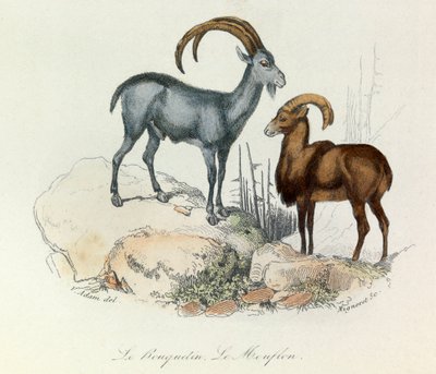 Ilustración del libro "Obras Completas de Buffon": Les Quadrupedes: Le ibex et le mouflon (grabado) de Unknown artist