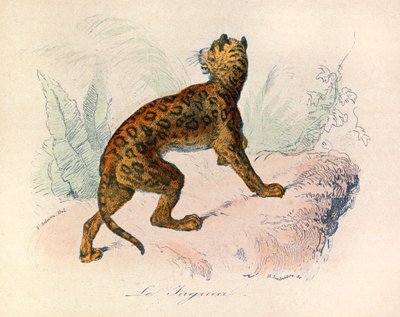 Ilustración del libro "Obras Completas de Buffon": Les Quadrupedes: Le jaguar (grabado) de Unknown artist