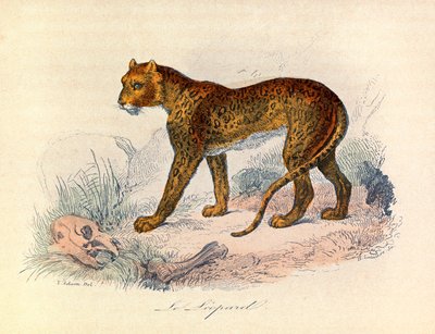 Ilustración del libro "Obras Completas de Buffon": Les Quadrupedes: Le leopard (grabado) de Unknown artist