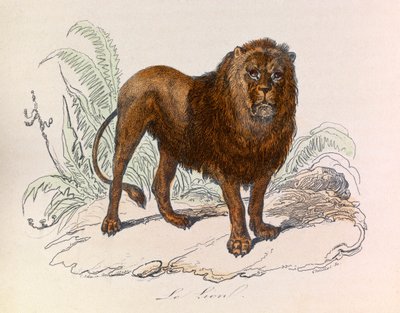 Ilustración del libro "Obras Completas de Buffon": Les Quadrupedes: Le lion (grabado) de Unknown artist