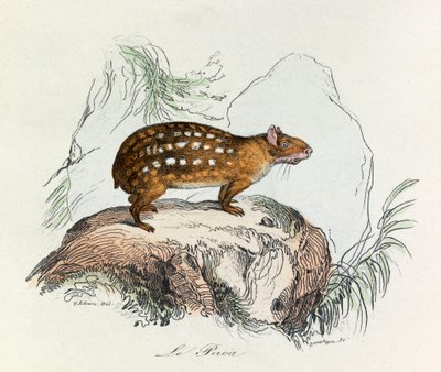 Ilustración del libro "Obras Completas de Buffon": Les Quadrupedes: Le paca (grabado) de Unknown artist