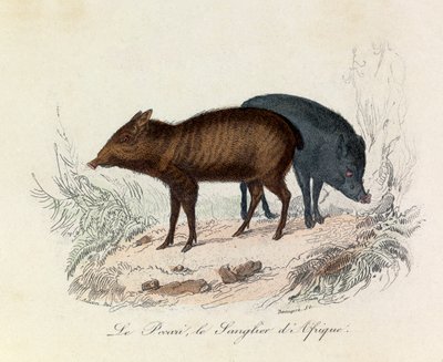 Ilustración del libro "Obras Completas de Buffon": Les Quadrupedes: Le pecari et le boar d