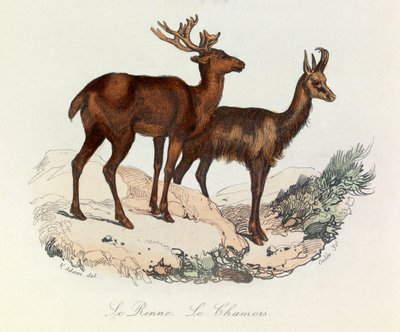 Ilustración del libro "Obras Completas de Buffon": Les Quadrupedes: Le reinne et la chamois (grabado) de Unknown artist