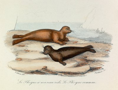 Ilustración del libro "Obras Completas de Buffon": Les Quadrupedes: Le seal a snout ride et le seal (grabado) de Unknown artist