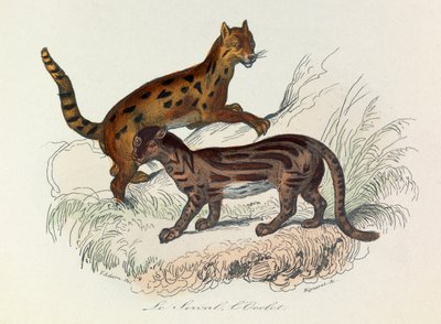 Ilustración del libro "Obras Completas de Buffon": Les Quadrupedes: Le serval et l