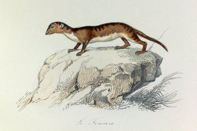 Ilustración del libro "Obras Completas de Buffon": Les Quadrupedes: Le touan (grabado) de Unknown artist