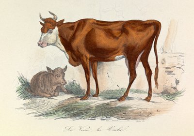 Ilustración del libro "Obras completas de Buffon": Les animaux: La coache et son veau (grabado) de Unknown artist