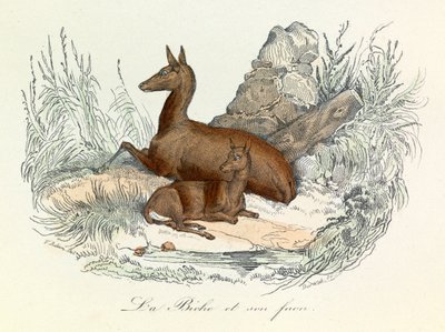 Ilustración del libro "Obras completas de Buffon": Los animales: La doe et son fawn (grabado) de Unknown artist