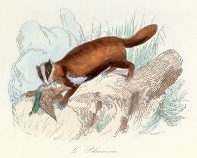 Ilustración del libro "Obras completas de Buffon": Les animaux: Le badger (grabado) de Unknown artist