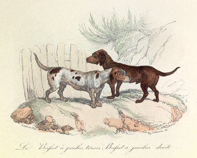 Ilustración del libro "Obras completas de Buffon": Les animaux: Le basset a torso legs et le basset a straight legs (grabado) de Unknown artist