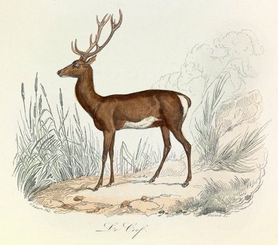 Ilustración del libro "Obras completas de Buffon": Les animaux: Le cerf (grabado) de Unknown artist