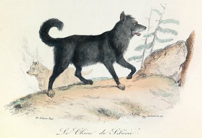 Ilustración del libro "Obras completas de Buffon": Les animaux: Le chien de Siberie (grabado) de Unknown artist