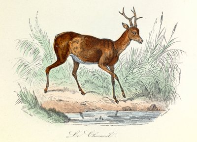 Ilustración del libro "Obras completas de Buffon": Les animaux: Le deer (grabado) de Unknown artist