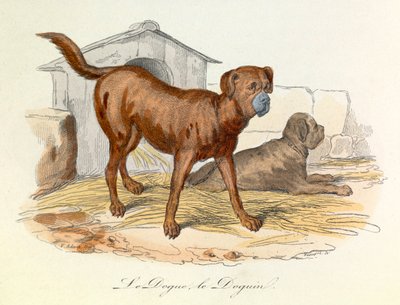 Ilustración del libro "Obras completas de Buffon": Les animaux: Le dogue et le doguin (grabado) de Unknown artist