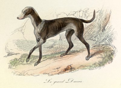 Ilustración del libro "Obras completas de Buffon": Les animaux: Le grand danish (grabado) de Unknown artist