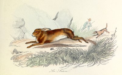 Ilustración del libro "Obras completas de Buffon": Les animaux: Le hare (grabado) de Unknown artist