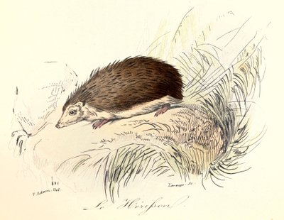 Ilustración del libro "Obras completas de Buffon": Les animaux: Le herisson (grabado) de Unknown artist
