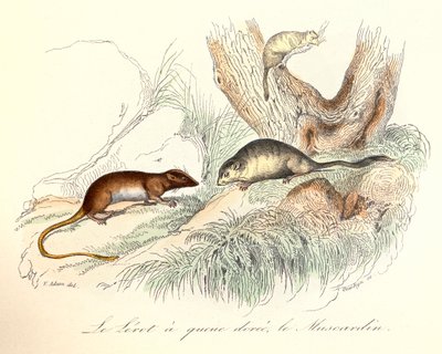 Ilustración del libro "Obras completas de Buffon": Les animaux: Le lerot a tail doree et le muscardin (grabado) de Unknown artist