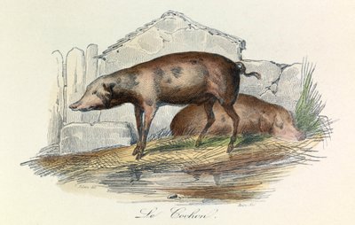 Ilustración del libro "Obras completas de Buffon": Les animaux: Le pichon (grabado) de Unknown artist