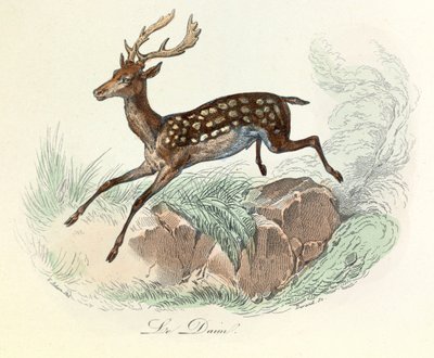 Ilustración del libro "Obras completas de Buffon": Les animaux: Le suede (grabado) de Unknown artist