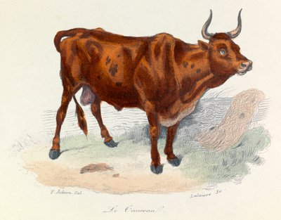 Ilustración del libro "Obras completas de Buffon": Les animaux: Le taureau (grabado) de Unknown artist