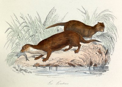 Ilustración del libro "Obras completas de Buffon": Les animaux: Les ottres (grabado) de Unknown artist