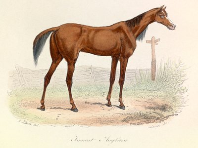 Ilustración del libro "Obras completas de Buffon": Les animaux: Mare Anglaise (grabado) de Unknown artist