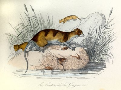 Ilustración del libro "Obras completas de Buffon": Los animales domésticos: La nutria de Guiana (grabado) de Unknown artist