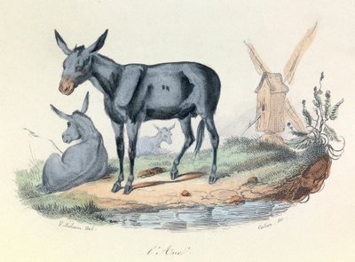 Ilustración del libro "Obras completas de Buffon": Les animaux: l