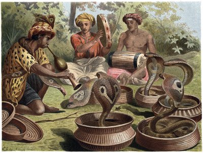 Cobra india - La cobra india de Unknown artist