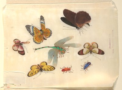 Insectos de Unknown artist