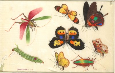 Insectos de Unknown artist