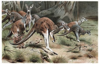 Canguro - grabado de "La vida de los animales" de Alfred Edmund Brehm de Unknown artist