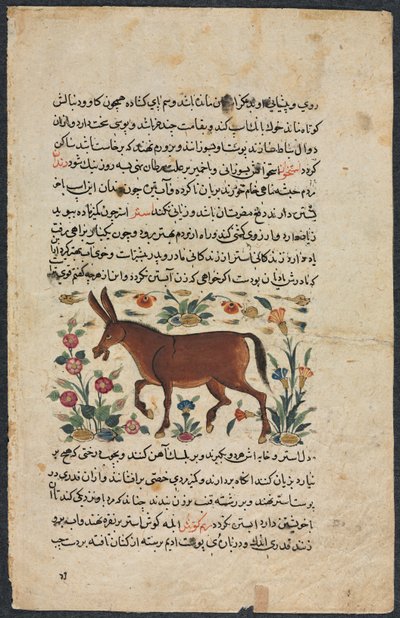 Khar (Asno), de un Nuzhat-nama-yi ala