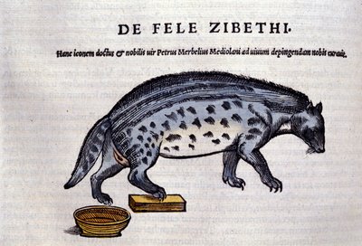 La civeta en Historia Animalium por Conrad Gesner (1516 - 1565), Tiguri de Unknown artist