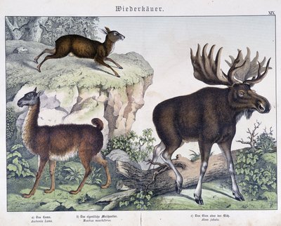 Llama, alce (alce) - en "Natural Histories of Mammals", ed. Schreiber de Unknown artist