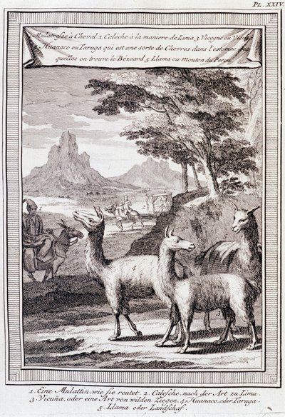 Llamas de Perú - en “Viaje Histórico de América del Sur hecho por Orden del Rey de España por Don Jorge Juan y Don Antonio de Ulloa”, T.1, en C.A. Jombert, Librería del Rey, París de Unknown artist