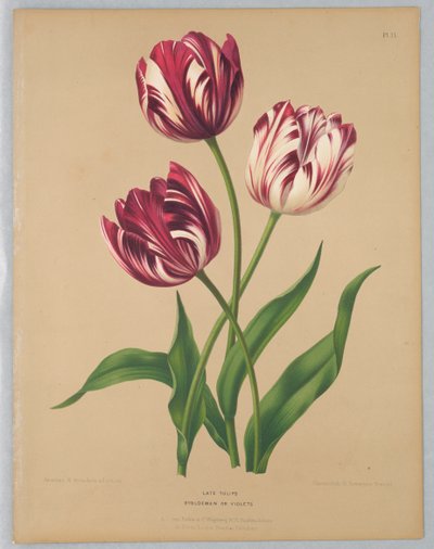 Tulipanes tardíos / Bybloemen o violetas de Unknown artist