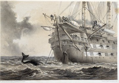 Tendido del cable telegráfico atlántico, una ballena alrededor del barco de Unknown artist