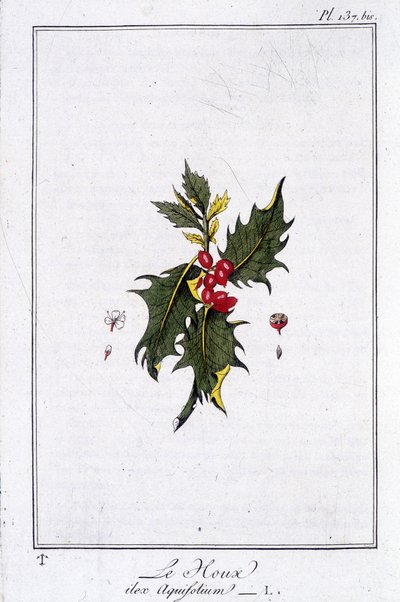 El acebo (Ilex Aquifolium) - en “Ejercicios de botánica para el uso de los comerciantes”, escrito por J.C. Philibert, Imprimerie de Crapelet, París de Unknown artist